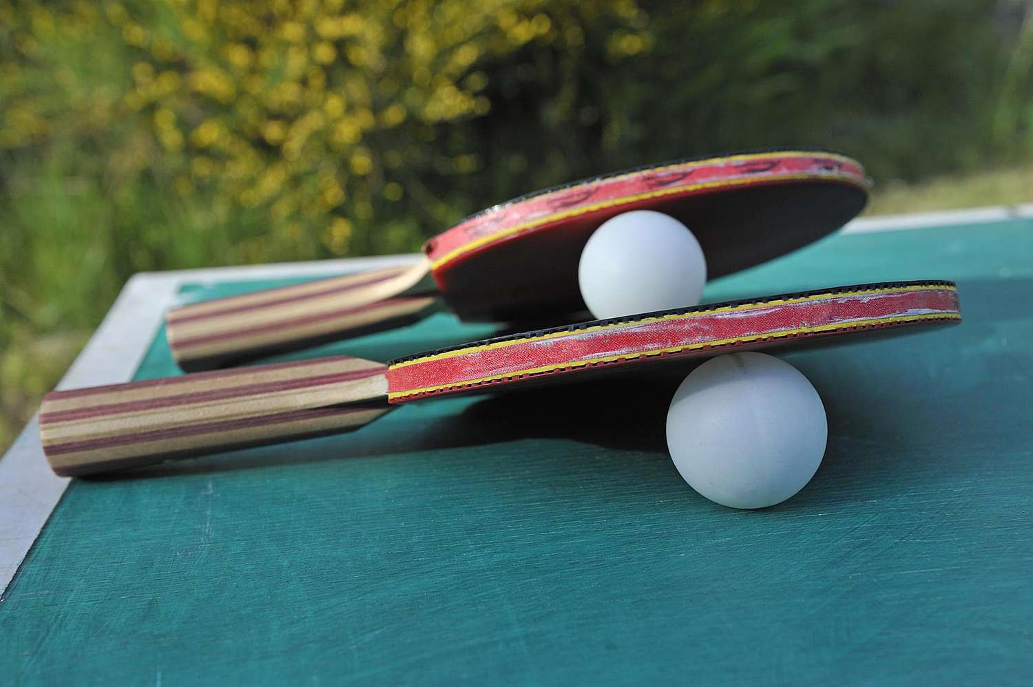 Ping Pong Magic Woodland