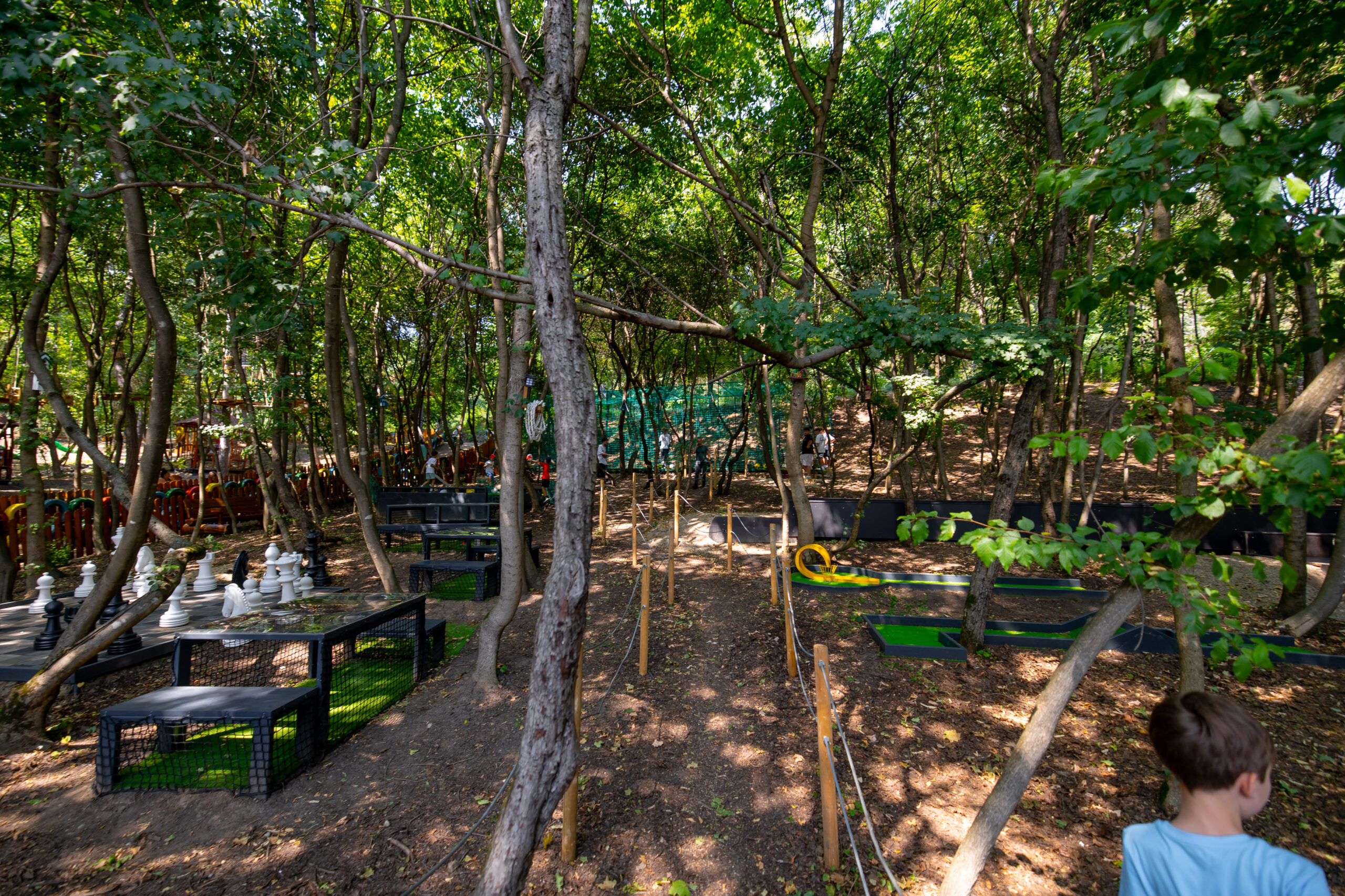 Magic Woodland